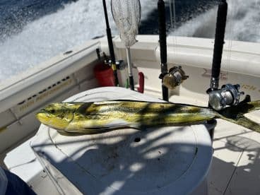 A vibrant Mahi Mahi displayed on a boat's cleaning station, showcasing the excitement of offshore fishing.