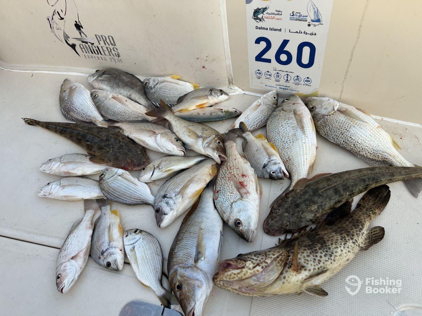 A variety of fish including a large grouper and several smaller species displayed on a cleaning table after a successful fishing trip near Dalma Island.