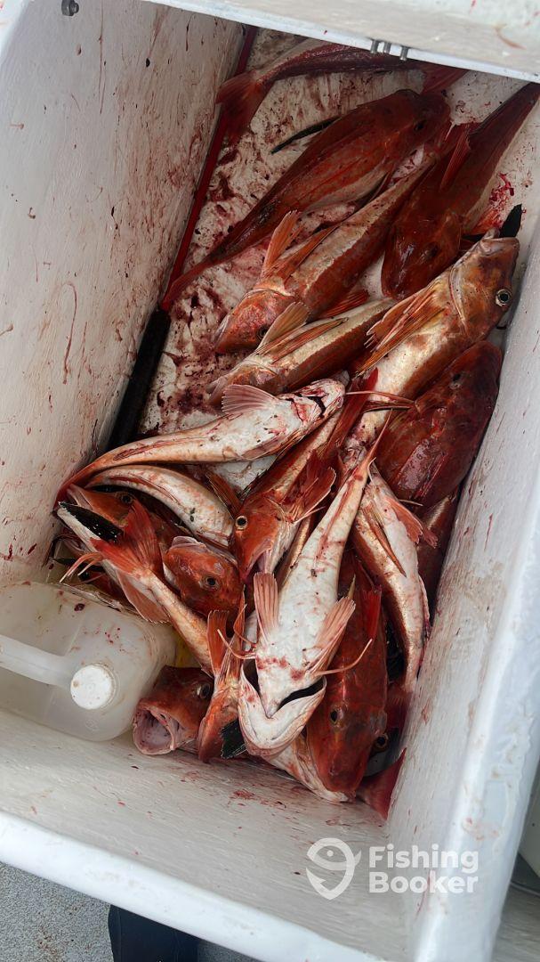 Half day trip with captain Rige