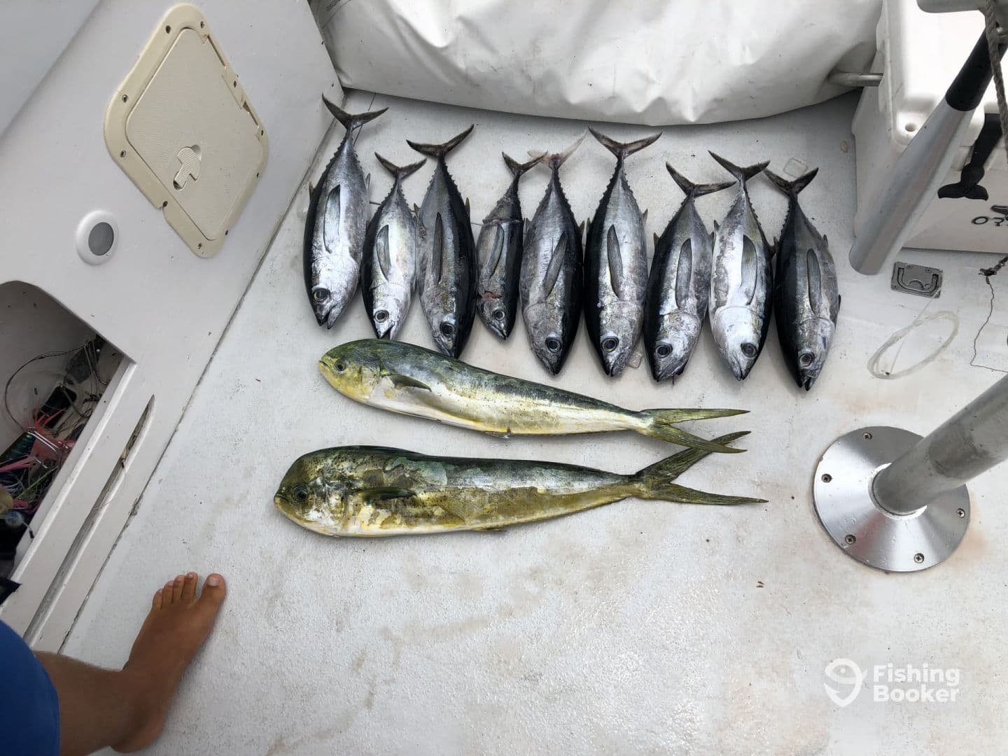 A variety of fish including Mahi Mahi and Tuna laid out on the deck of a boat, showcasing a successful fishing trip.