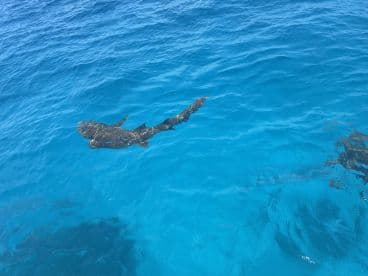 A shark swimming in clear blue waters, showcasing the vibrant marine environment.