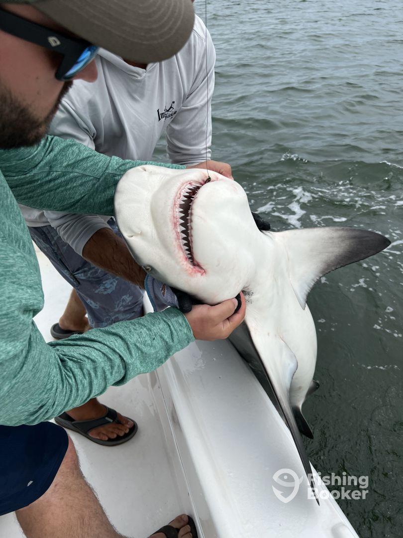 Half day Shark Trip