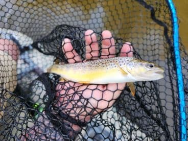 A young angler proudly displaying a Brown Trout caught during a freshwater fishing trip.