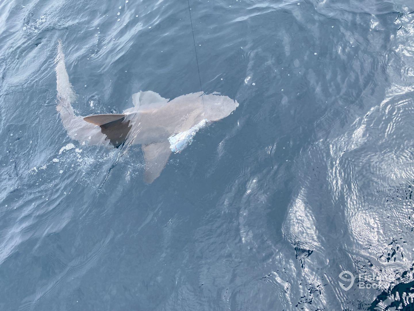 Half day with Captain Parker 