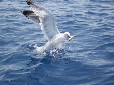 A seagull catching a fish in the ocean, showcasing the natural interaction between wildlife and marine life.