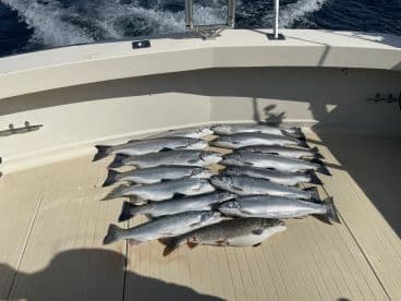 A collection of freshly caught fish, including several Silver Salmon, displayed on the deck of a fishing boat, showcasing a successful day on the water.