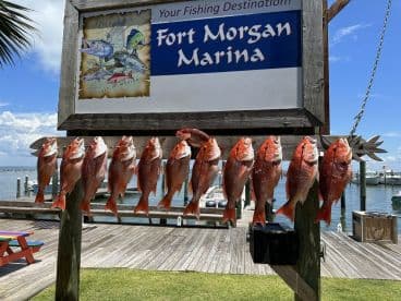 A display of freshly caught Red Snapper arranged on a board at Fort Morgan Marina, showcasing a successful fishing trip in the Gulf of Mexico.