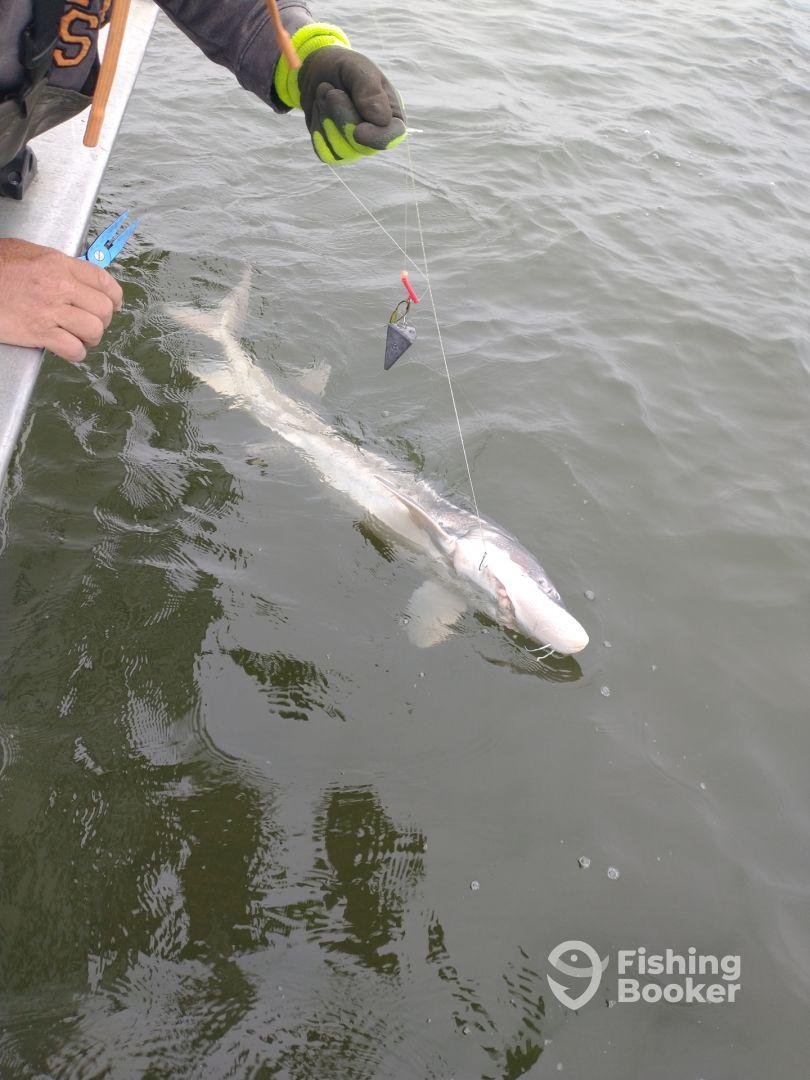 great trip and Captain Bill. Highly recommended