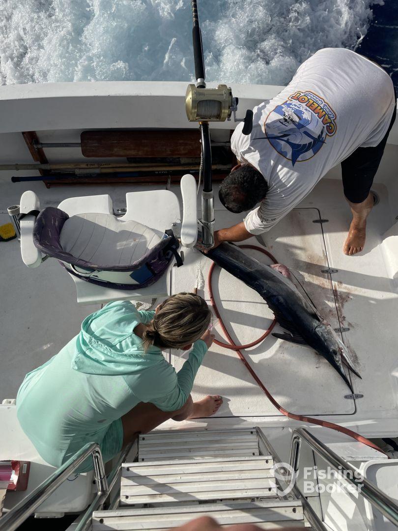 Hawaii short nose spearfish ??️??