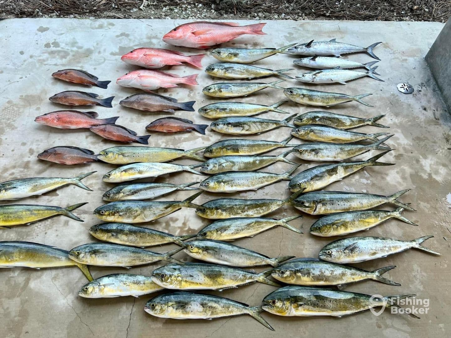 Full Day Off shore fishing