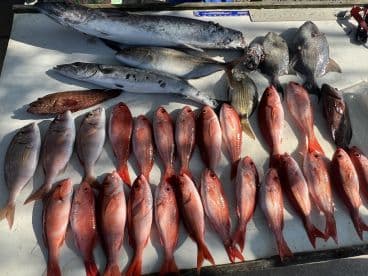 A variety of fish including Snapper and Grouper laid out on a cleaning table, showcasing a successful fishing trip.