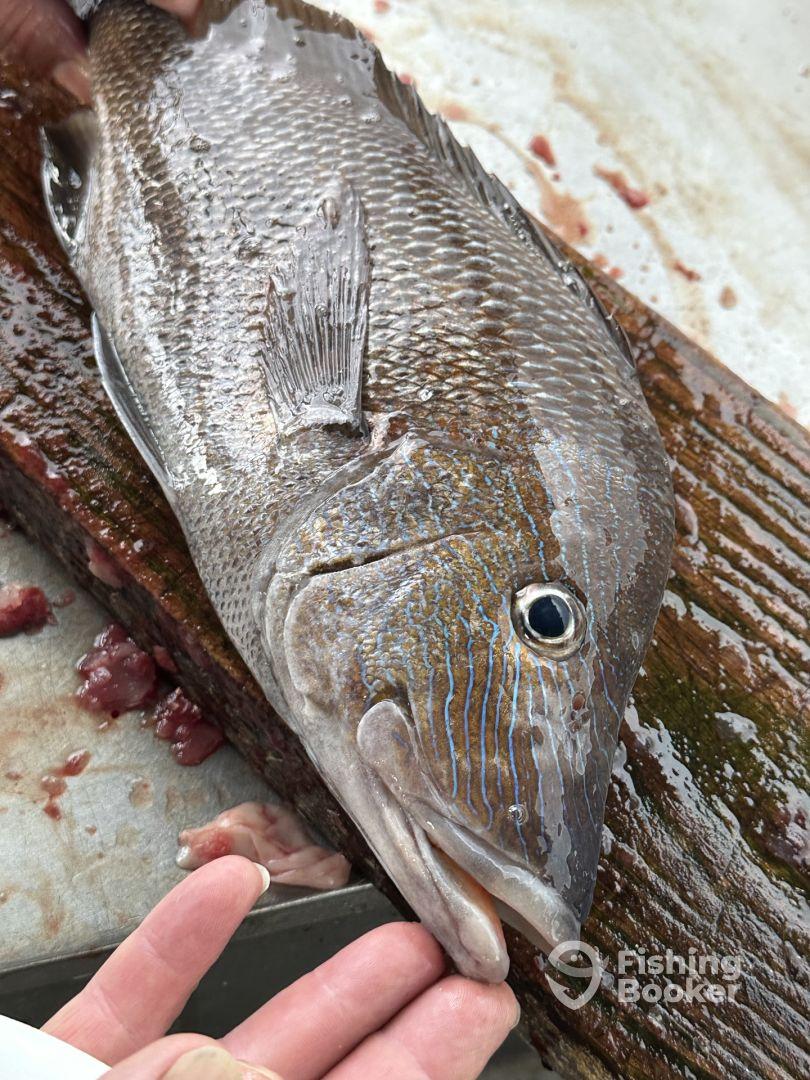 8 - 10 towers & reefs