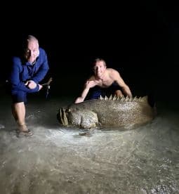 Two anglers proudly displaying a large Goliath Grouper while wading in shallow water at night.