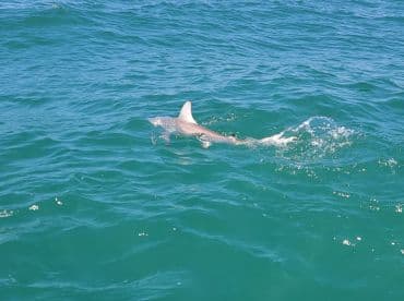A dolphin swimming in clear blue waters, showcasing the vibrant marine environment.