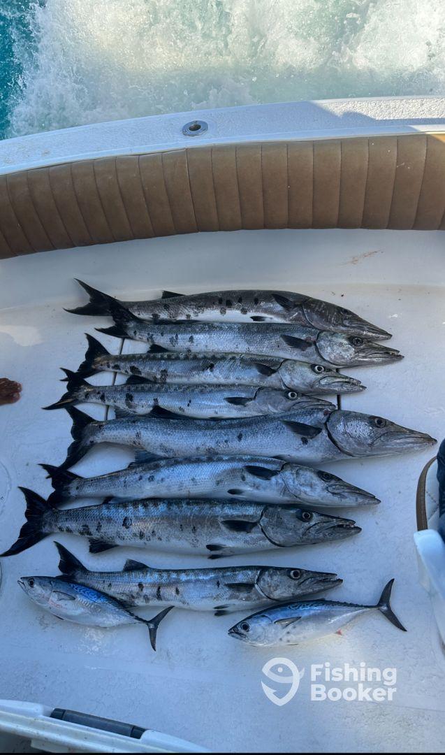 Barracuda For Days!!!!