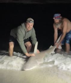 Two anglers successfully landing a shark at night, showcasing an exciting catch on the beach.