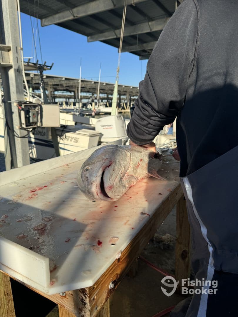 A fish being prepared on a cleaning table at a marina, showcasing the fishing environment with boats in the background.