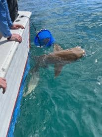 A shark is being reeled in alongside a boat, showcasing an exciting moment during a fishing trip in clear waters.