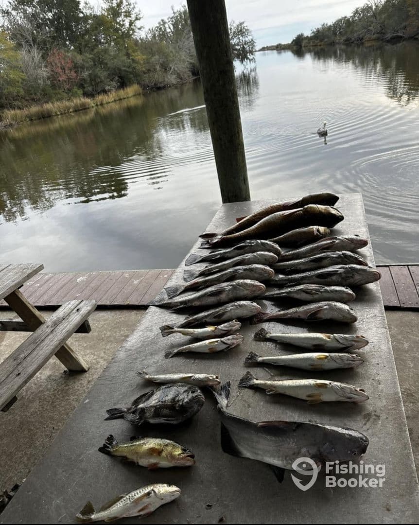 A variety of fish including black drum and speckled trout laid out on a cleaning table at a dock, showcasing a successful fishing trip in a serene waterway.
