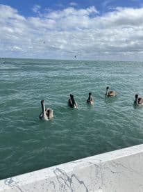 A group of pelicans swimming in the water, with a scenic view of the ocean and cloudy sky in the background.
