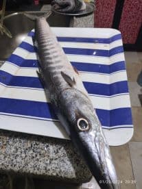 A freshly caught Barracuda displayed on a striped plate, showcasing the catch in a home kitchen setting.