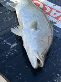 A large fish, likely a Snook, displayed on a measuring board at a dock, showcasing its size after a successful fishing trip.