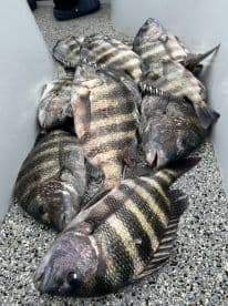 A collection of freshly caught Black Drum fish stored in a cooler, showcasing a successful fishing trip.