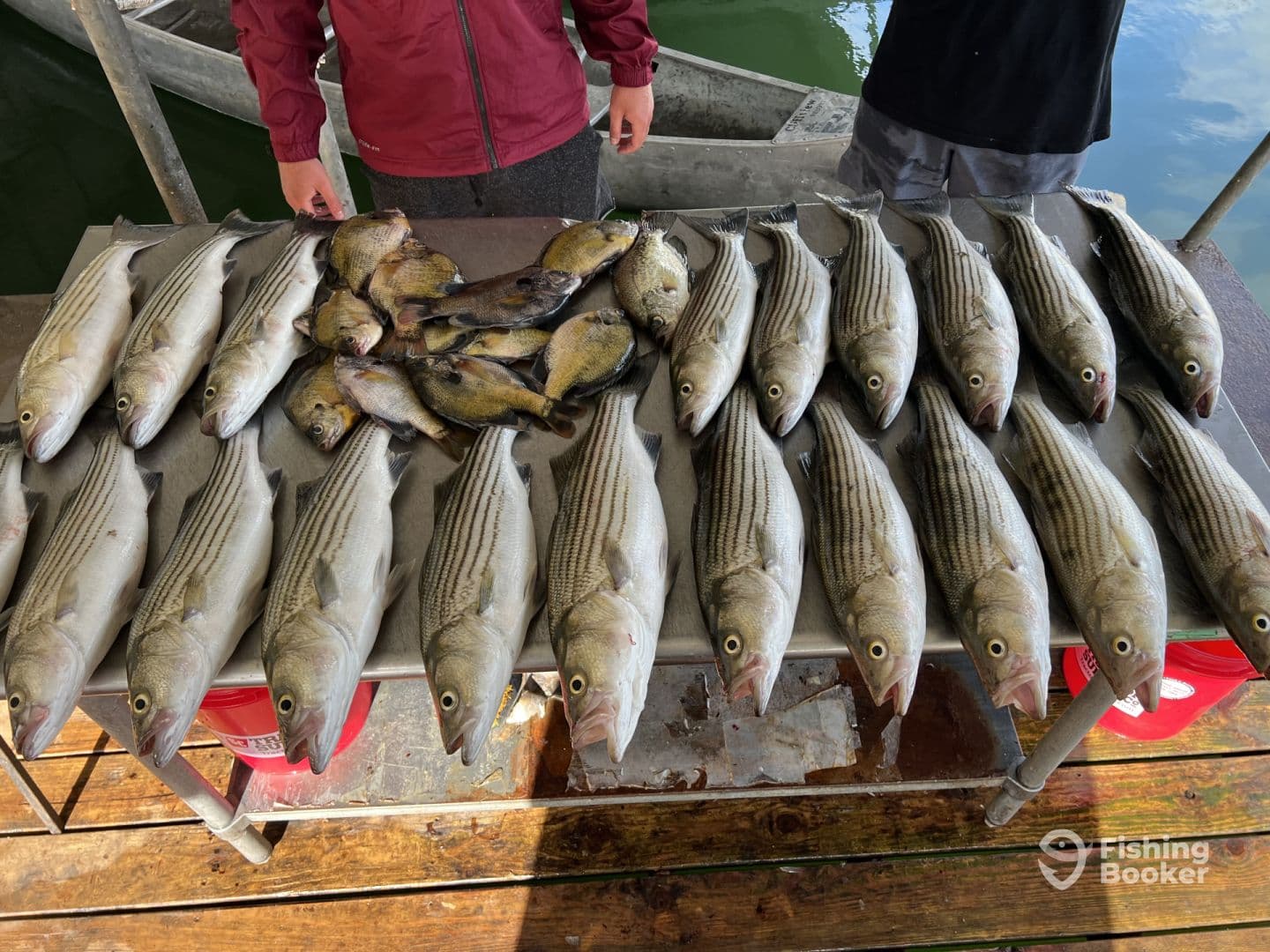 A variety of fish, including striped bass and panfish, are neatly arranged on a table at the dock, showcasing a successful fishing trip.