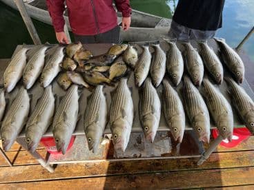 A variety of fish, including striped bass and panfish, are neatly arranged on a table at the dock, showcasing a successful fishing trip.