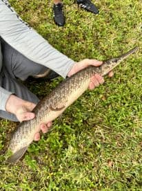 An angler proudly displaying a long Northern Pike caught during a freshwater fishing trip on lush green grass.