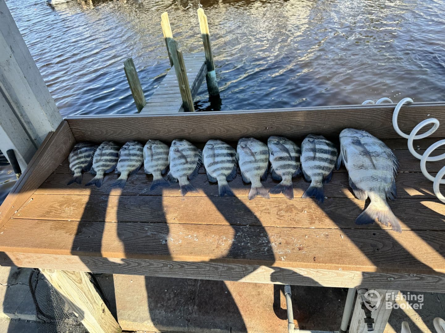 A neat display of multiple striped bass arranged on a cleaning table by the water, showcasing a successful fishing trip.
