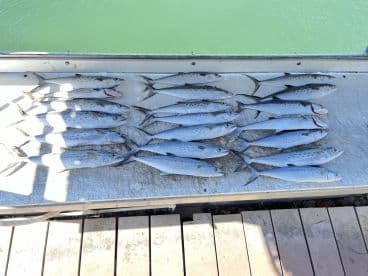 A variety of fish, likely Spanish Mackerel, neatly arranged on a cleaning table at the dock, showcasing a successful fishing trip.