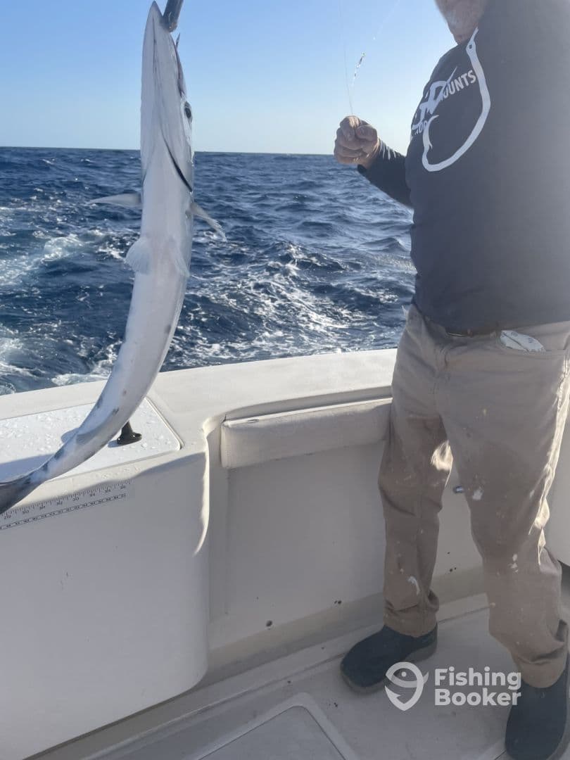 An angler reeling in a large Barracuda while fishing offshore, showcasing the excitement of deep-sea fishing.