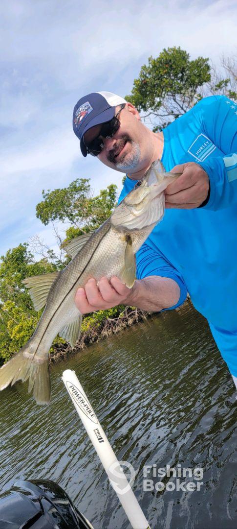 Lots of Snook
