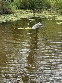 A partially visible alligator gliding through a waterway covered with lily pads, surrounded by lush greenery.