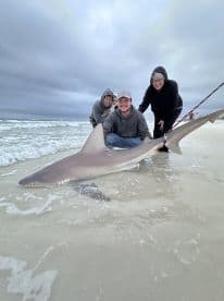 A group of anglers proudly displaying a large shark on the beach, showcasing their successful catch during a coastal fishing adventure.