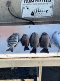A selection of various fish species displayed on a cleaning table, showcasing a successful fishing trip.