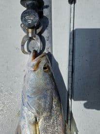 A close-up of a fish being weighed on a scale, with a ruler for measurement, showcasing the fishing process.