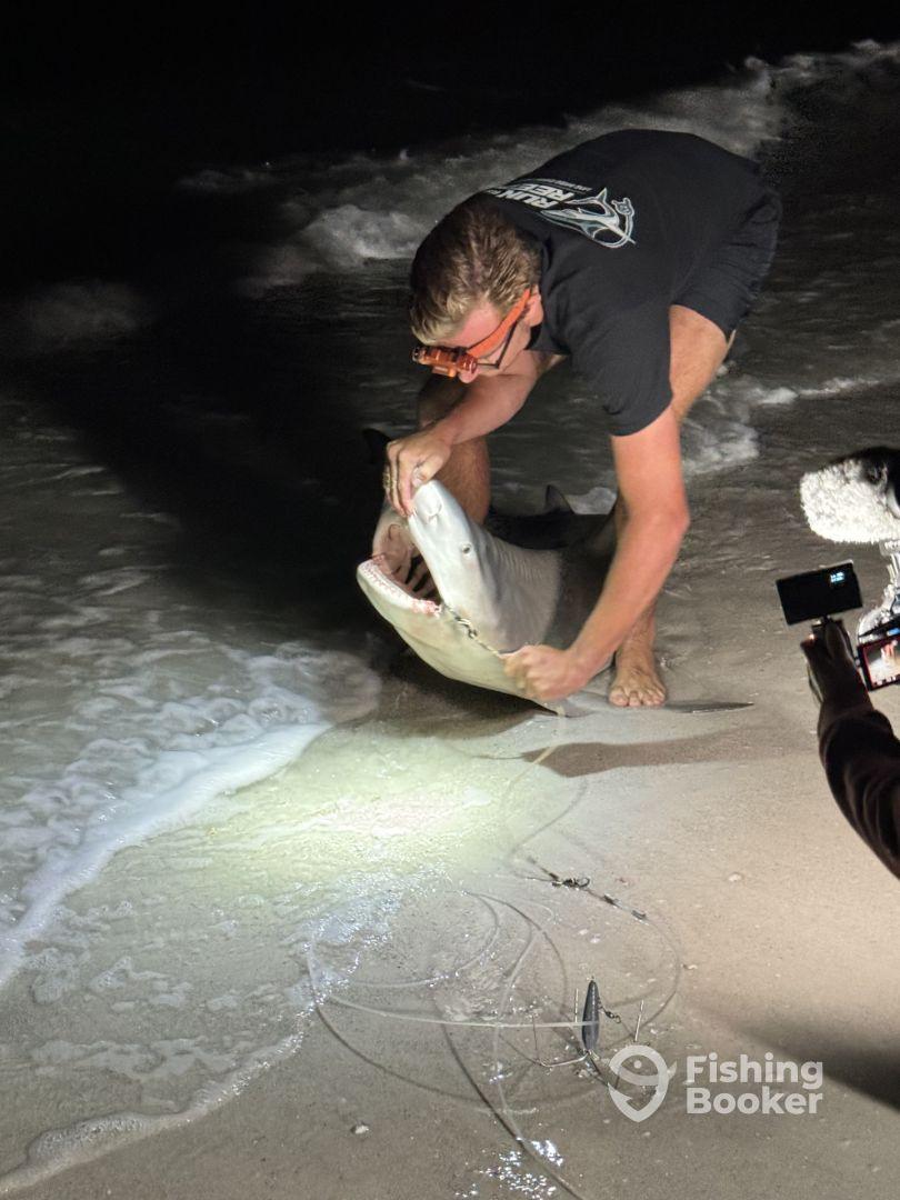 Angler reeling in a shark at night on the beach, showcasing the thrill of surf fishing.