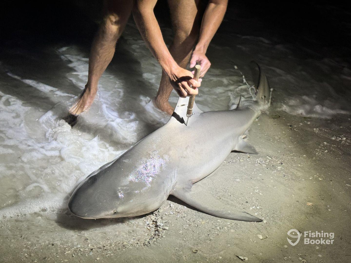 Angler reeling in a shark at night on the beach, showcasing the excitement of night fishing.
