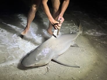Angler reeling in a shark at night on the beach, showcasing the excitement of night fishing.