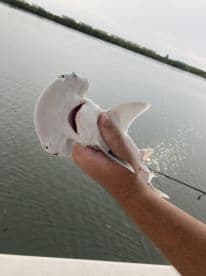 An angler proudly displaying a small shark while fishing in calm waters, showcasing a successful catch during a fishing trip.