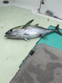 A freshly caught Yellowfin Tuna displayed on the deck of a fishing boat, showcasing the vibrant colors and sleek body typical of this species.