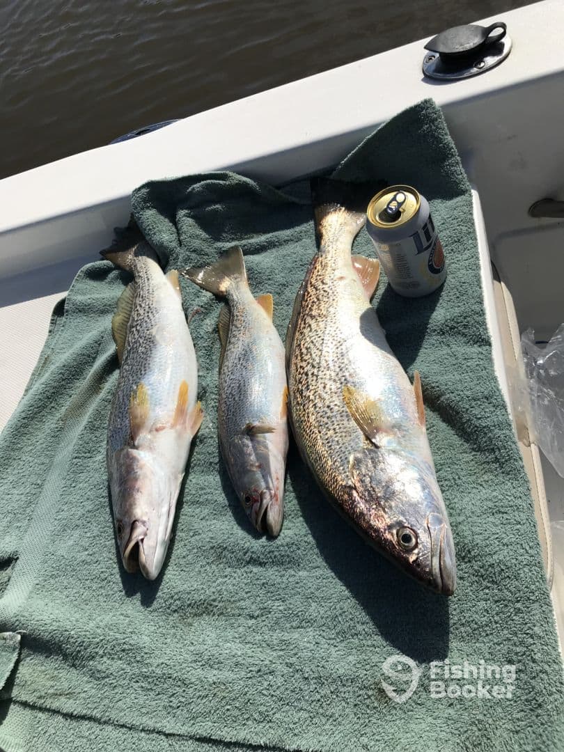 Three Speckled Trout displayed on a green towel aboard a fishing boat, showcasing a successful catch in a calm water environment.