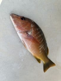 A freshly caught Snapper displayed on a clean surface, showcasing its vibrant colors and details.