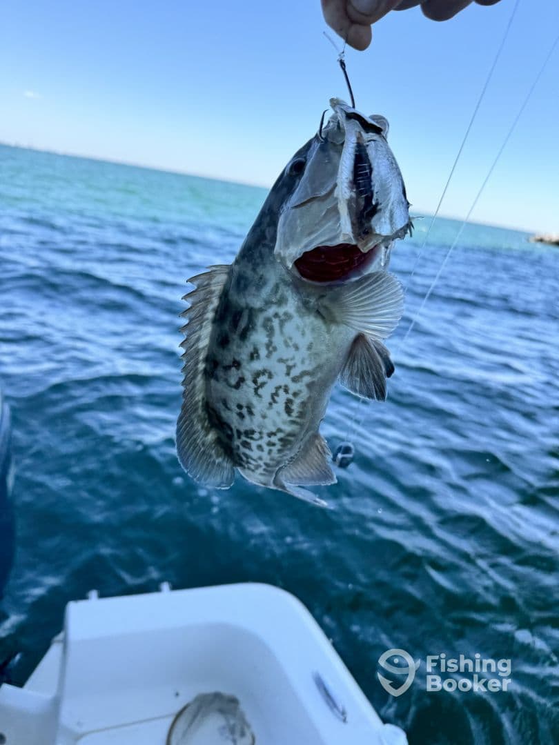 An angler reeling in a Spotted Grouper while fishing in clear blue waters, showcasing the excitement of a successful catch.