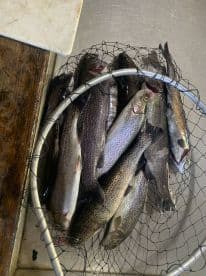 A collection of Rainbow Trout stored in a net, ready for cleaning after a successful fishing trip.