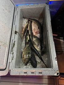 A variety of fish, including tilapia and snook, stored in a cooler filled with ice, showcasing a successful fishing trip.