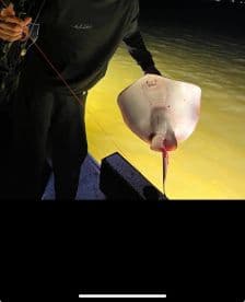 Angler holding a large stingray while fishing at night, showcasing the unique catch against a backdrop of illuminated water.