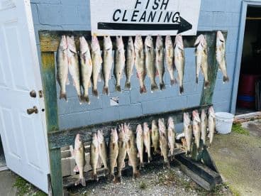 A display of freshly caught Walleye arranged on a catch board at a fish cleaning station, showcasing a successful fishing trip.